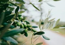 Το πολύτιμο ελαιόλαδο… είναι η σούπερ τροφή για την επιδερμίδα σου! Ελαιόλαδο φροντίδα επιδερμίδα